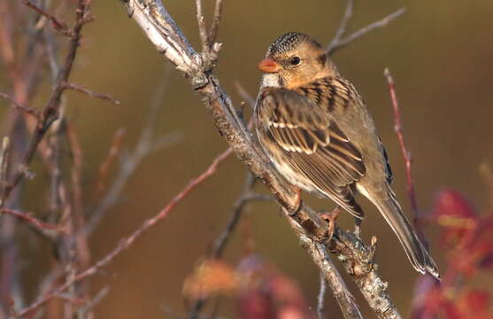 Image of Harris's Sparrow