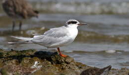 Image of Forster's Tern