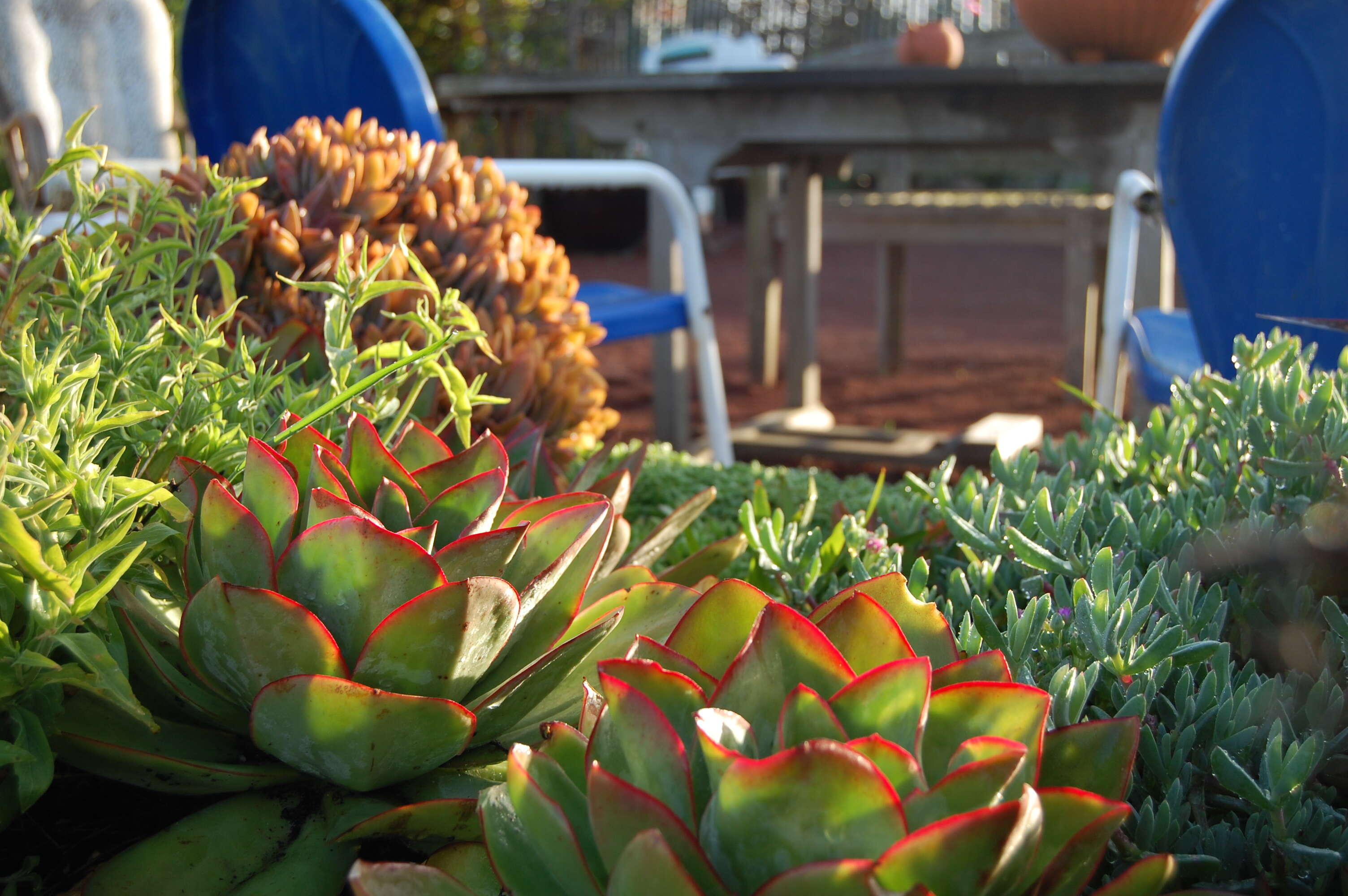 Image of Echeveria subrigida (Robins. & Seaton) Rose ex Britton & Rose