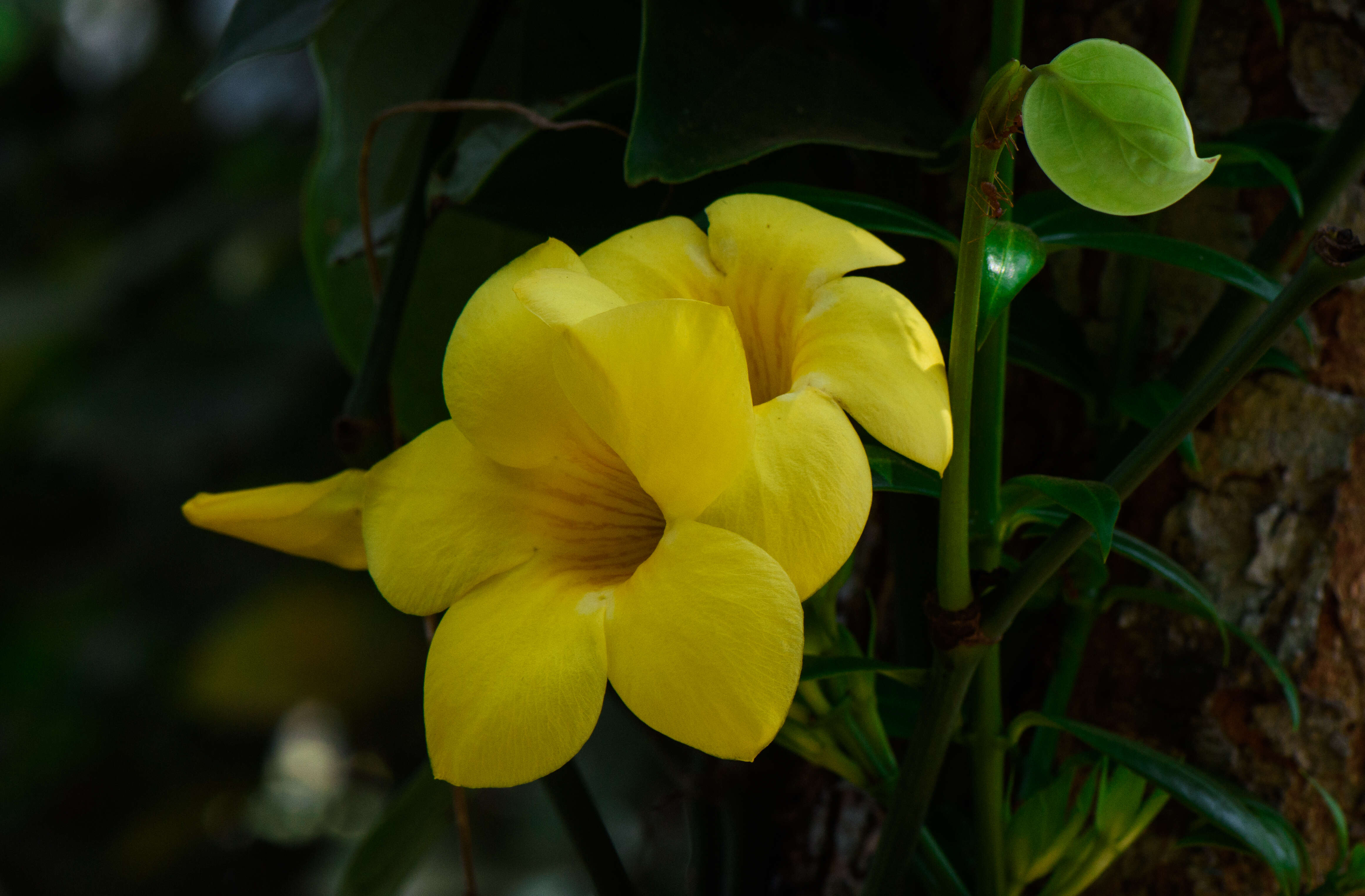 Image of golden trumpet