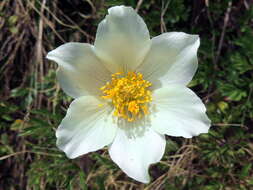 Image of alpine anemone