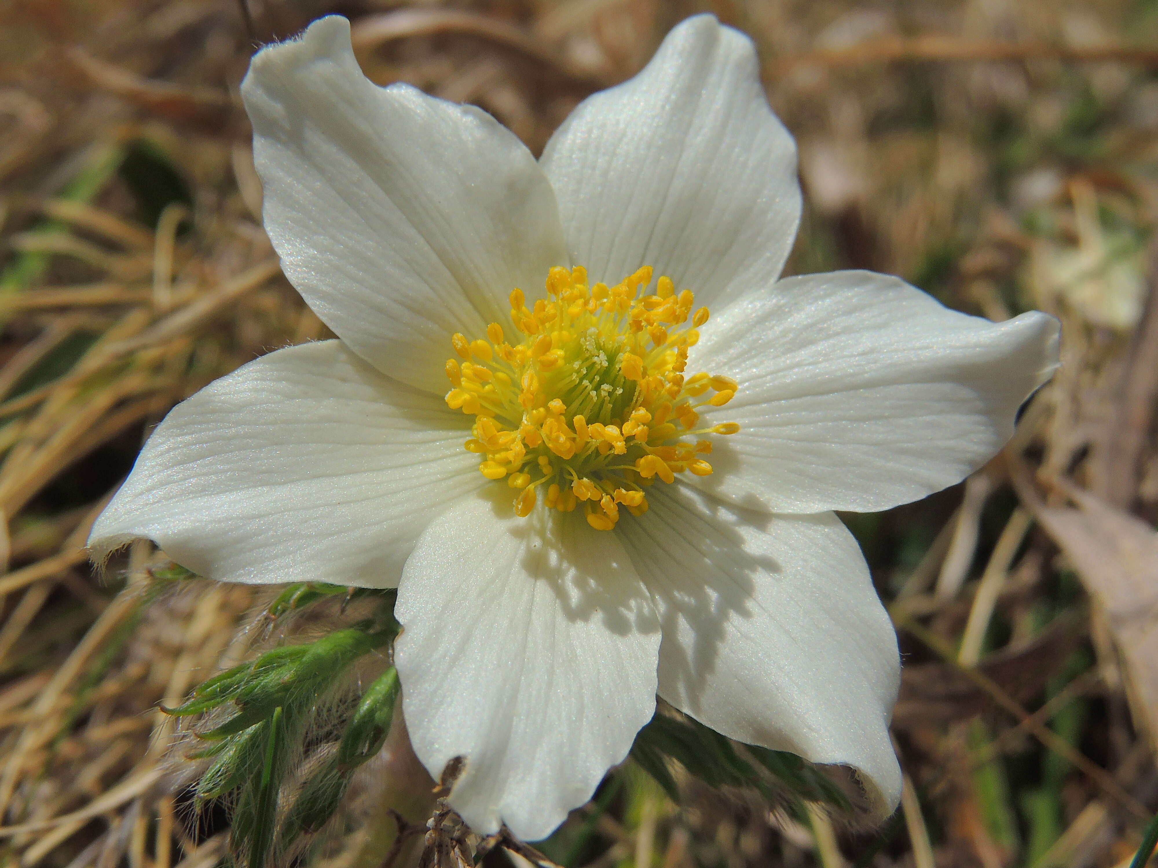 Image de Pulsatille des Alpes