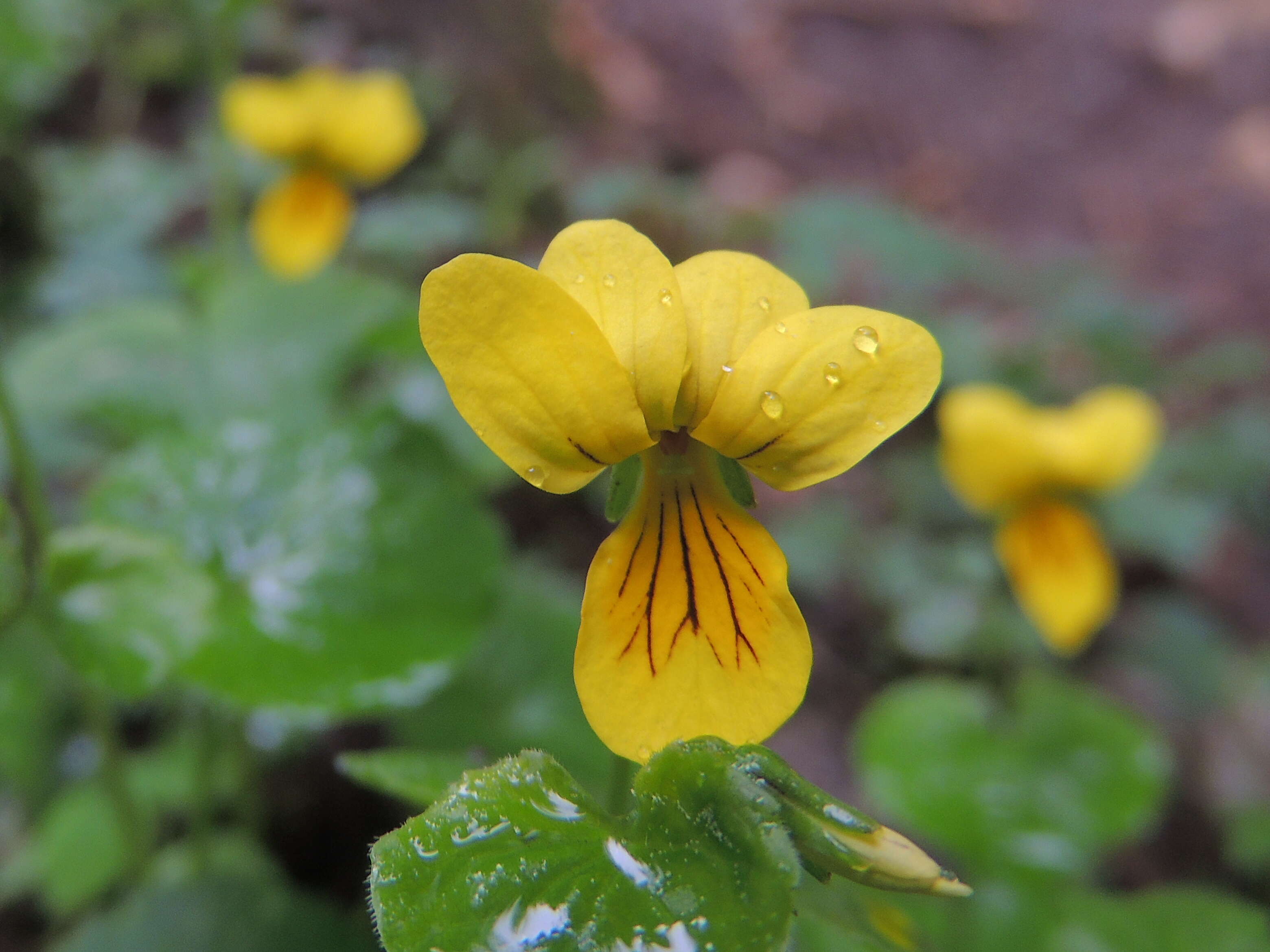 Image of arctic yellow violet