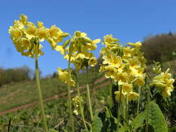 Image of oxlip