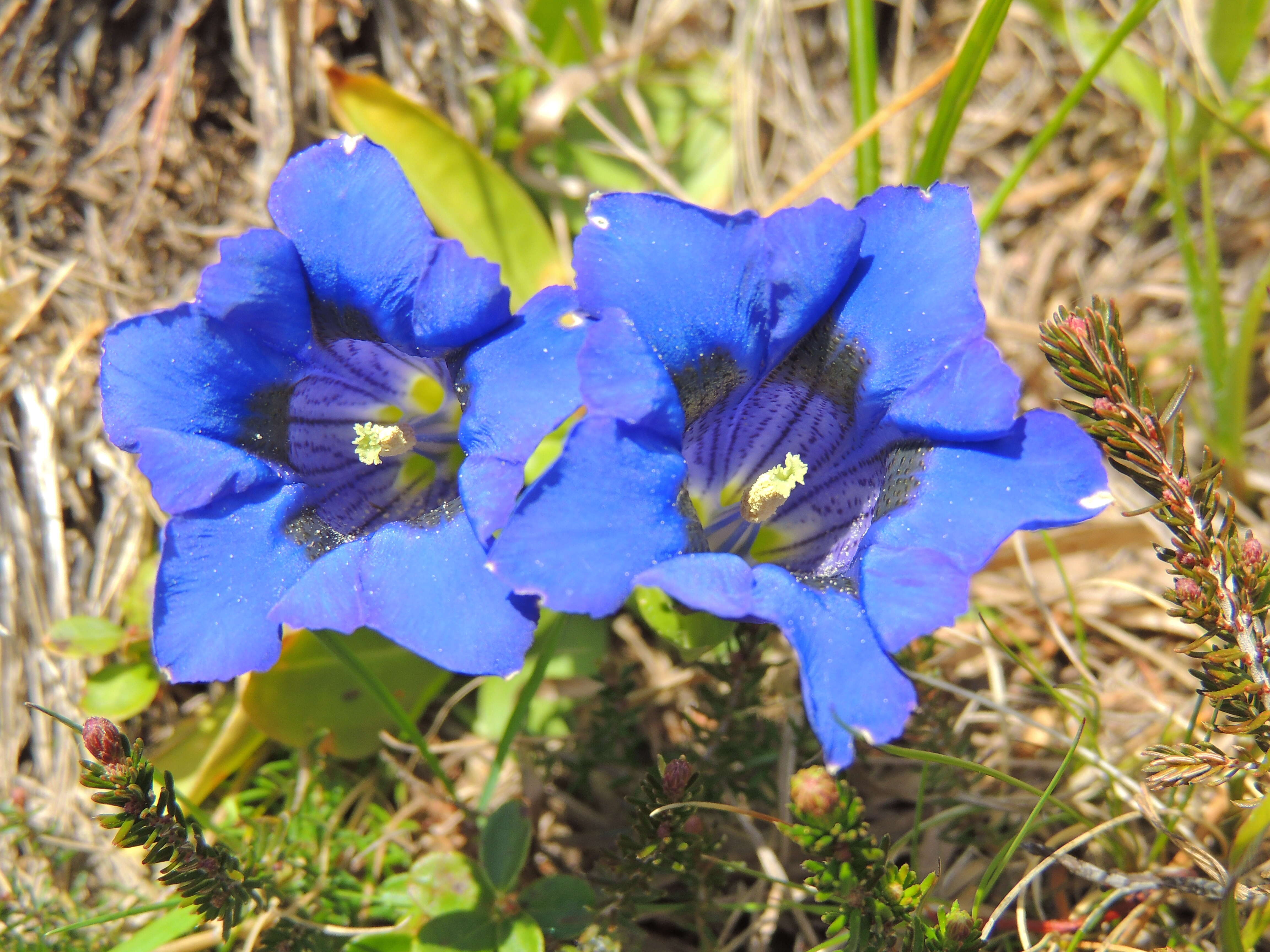 Image of Stemless Gentian