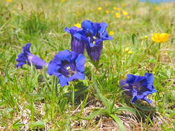 Image of Stemless Gentian