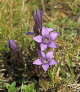 Image of chiltern gentian