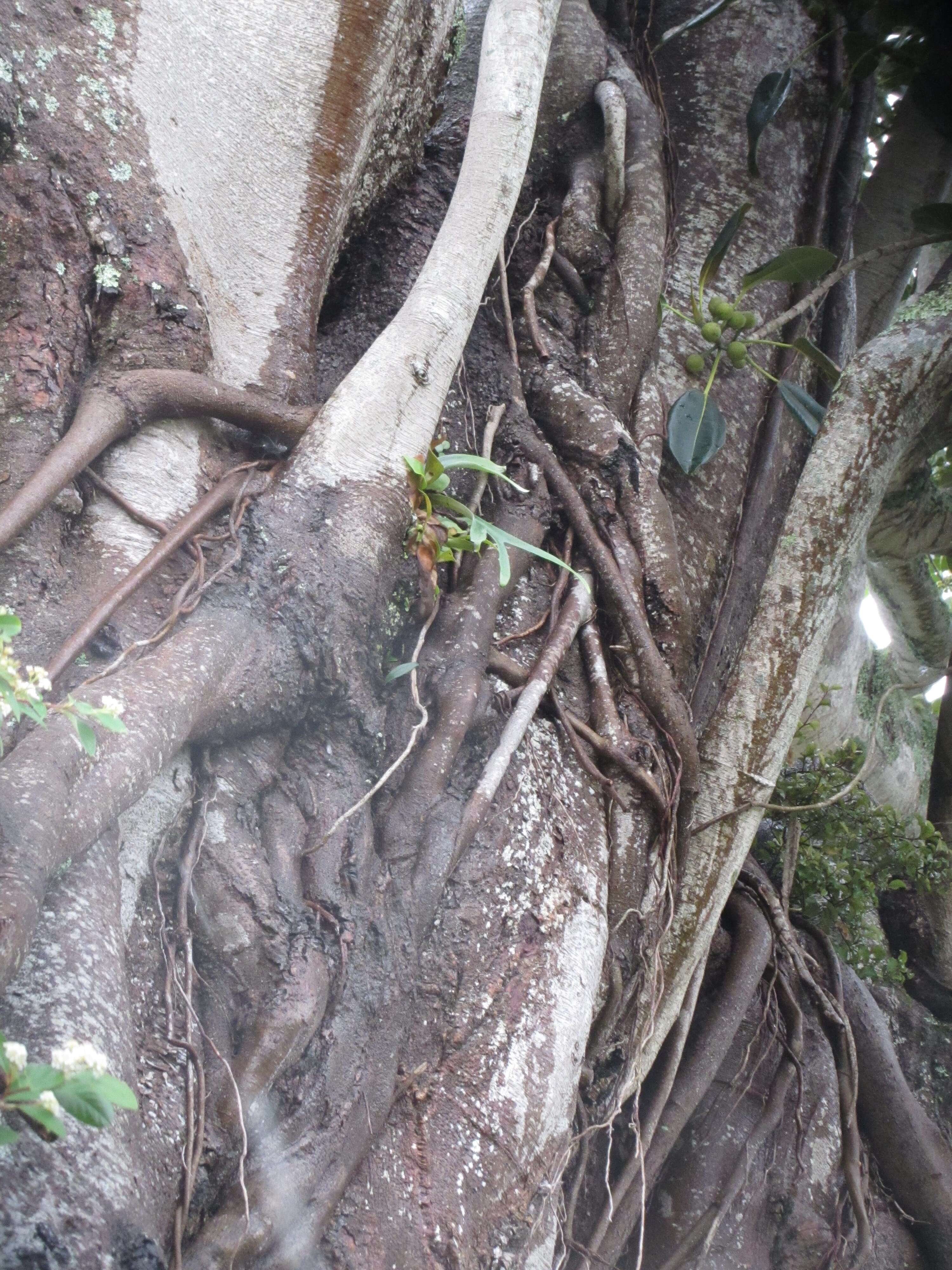 Image of elkhorn fern