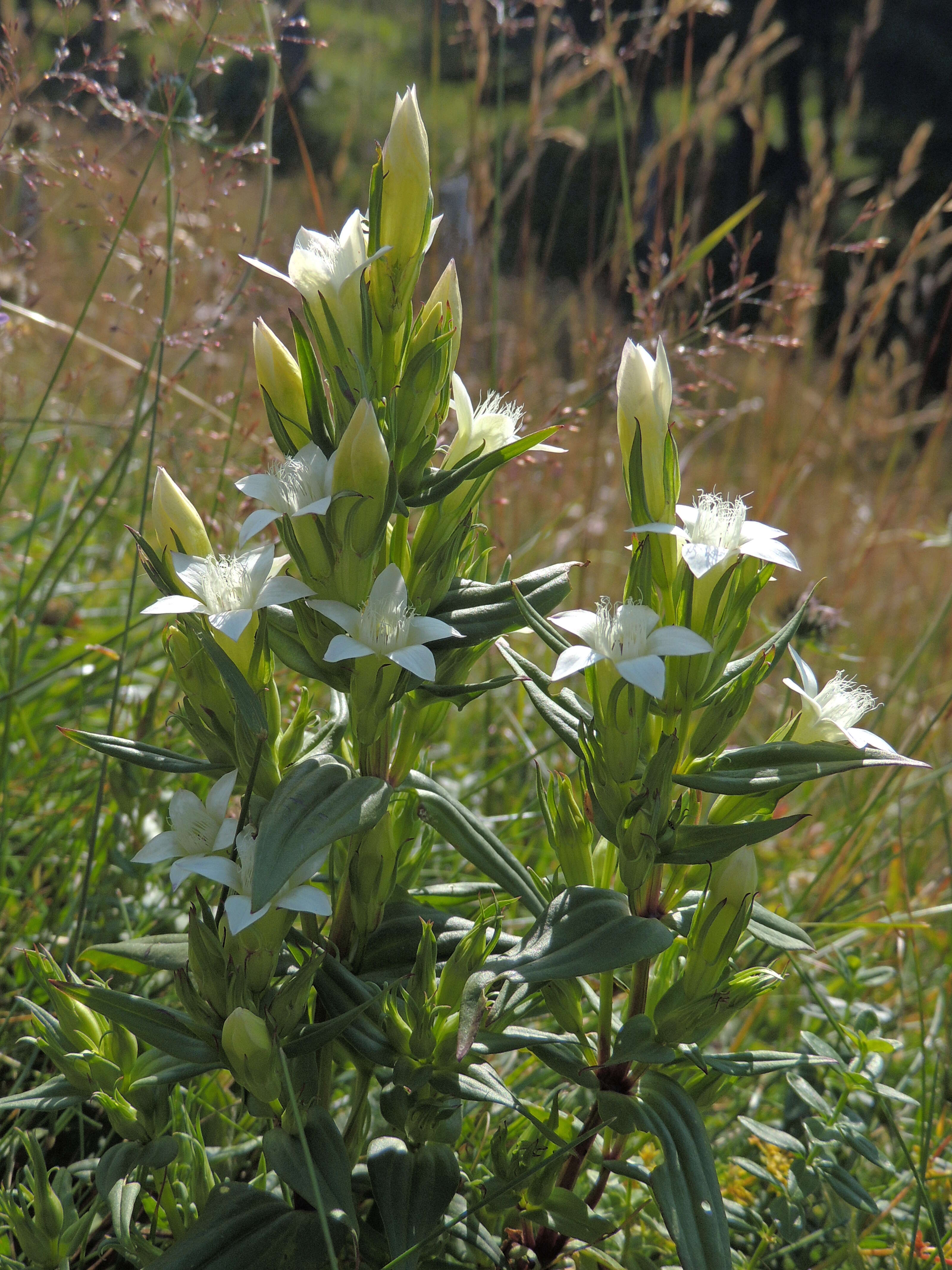 Image of chiltern gentian