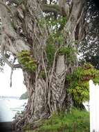 Image of elkhorn fern