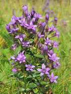 Image of chiltern gentian