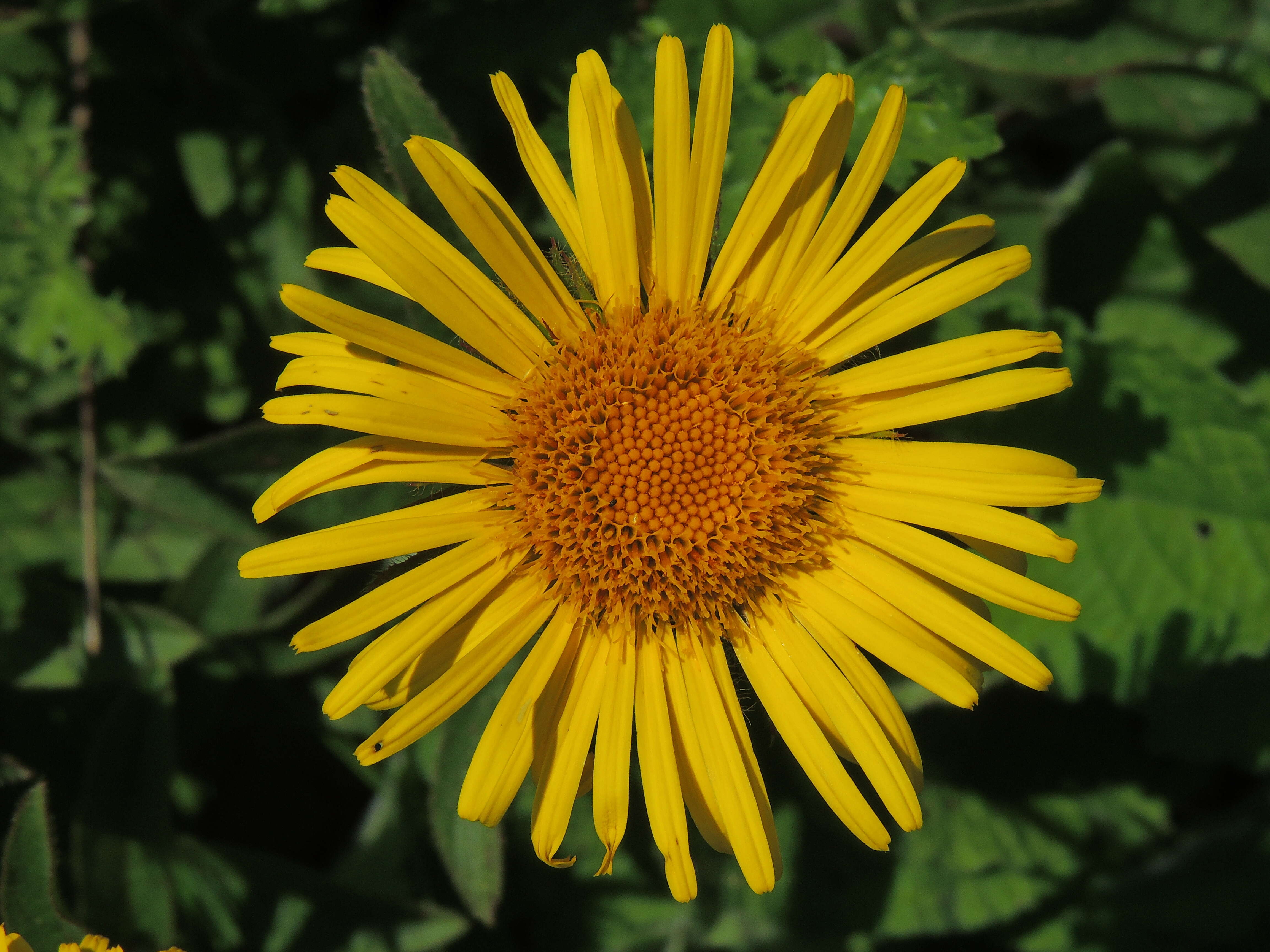 Image of Inula hirta