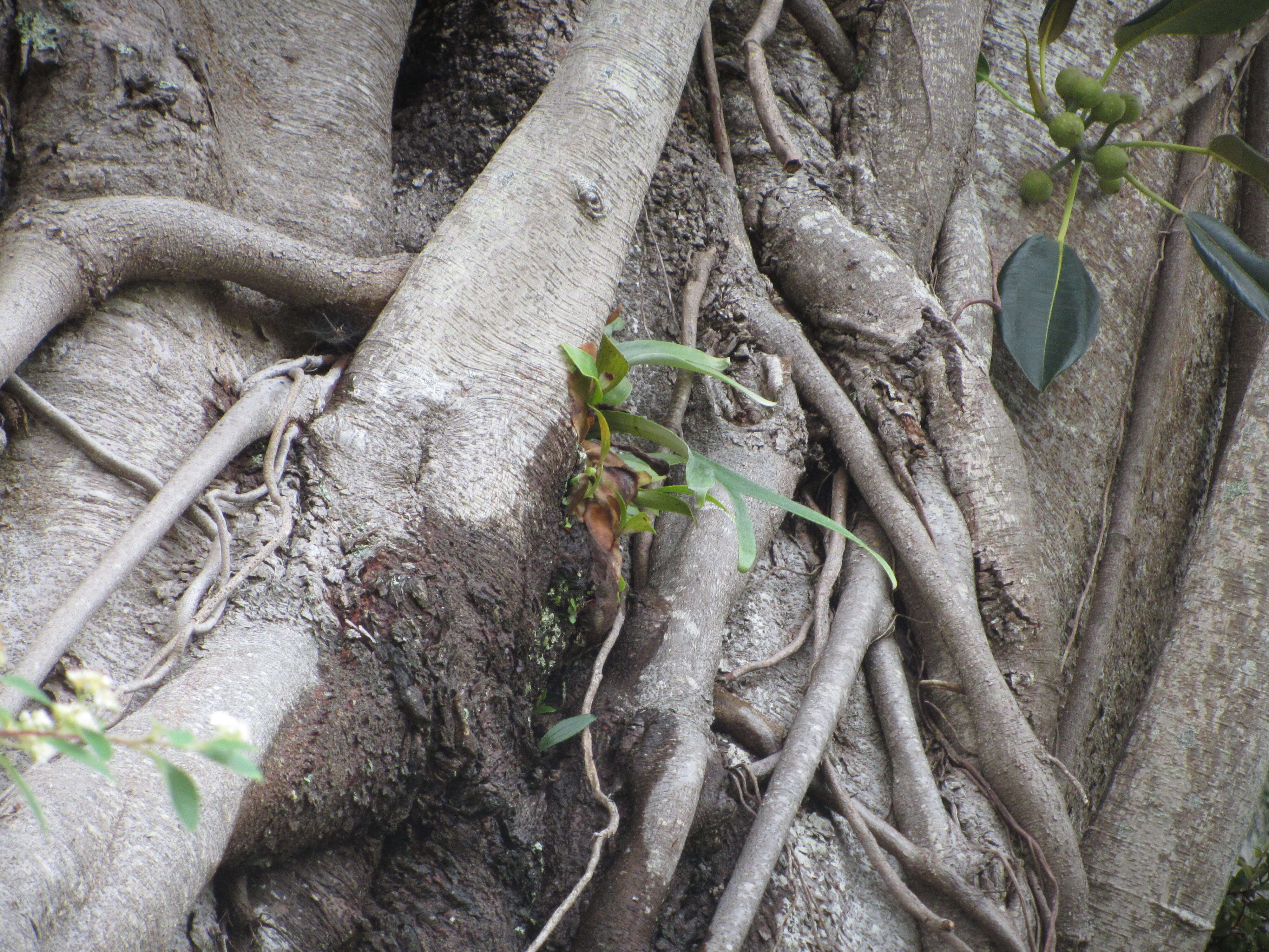 Image of elkhorn fern