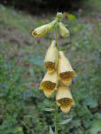 Imagem de Digitalis grandiflora Mill.