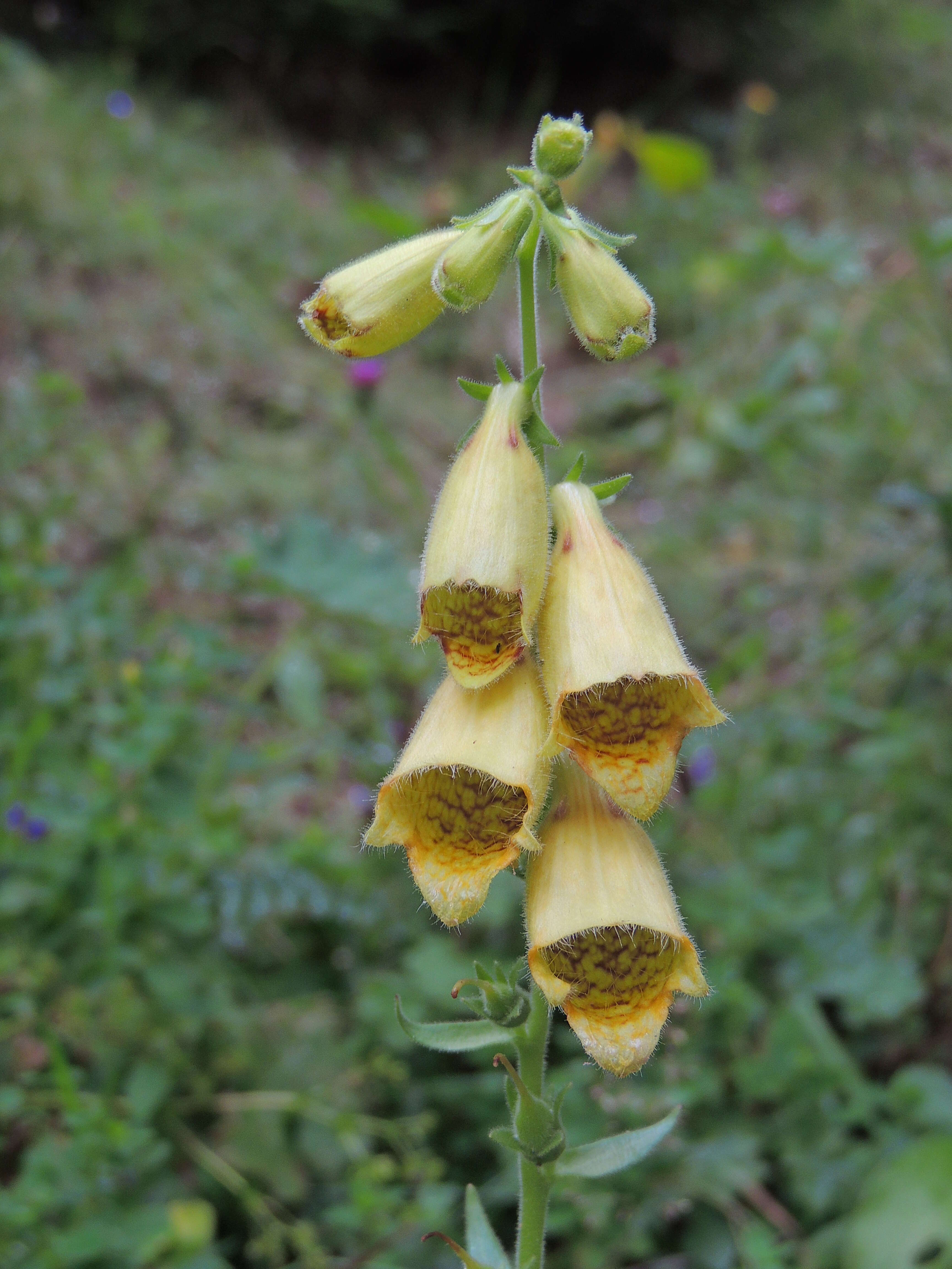 Imagem de Digitalis grandiflora Mill.