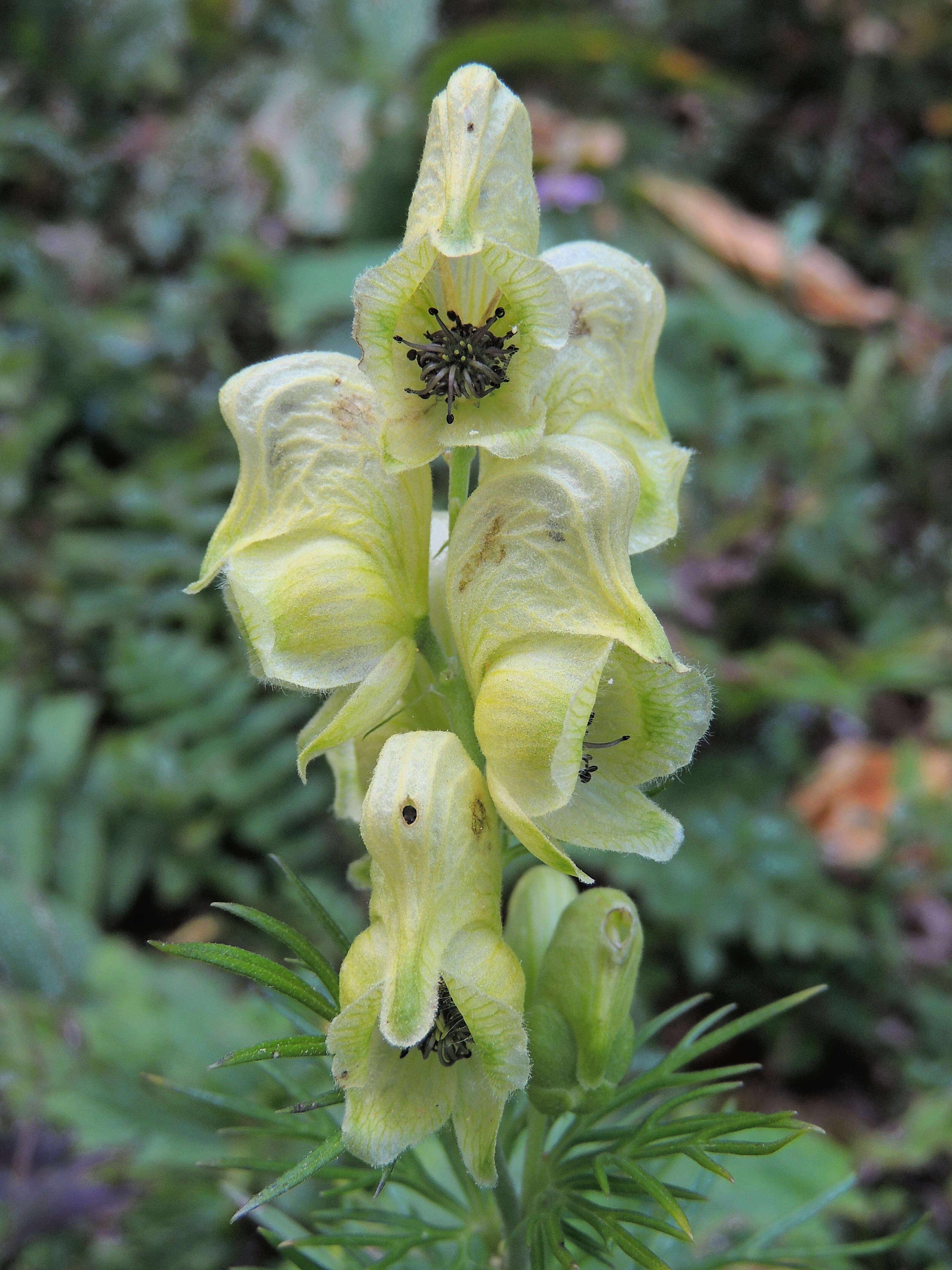 Aconitum anthora L.的圖片