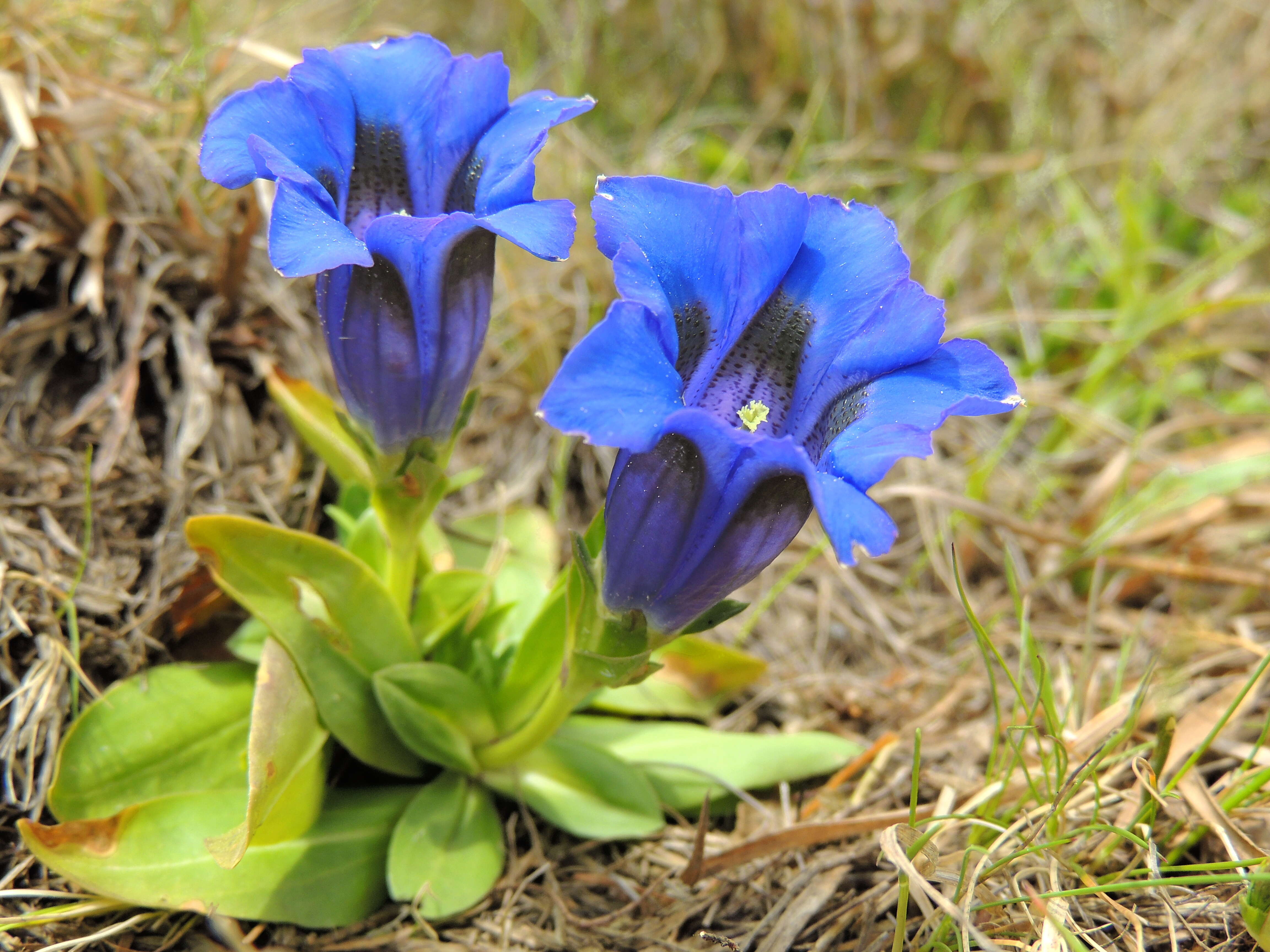 Image of Stemless Gentian