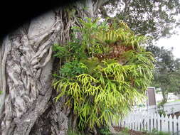 Image of elkhorn fern