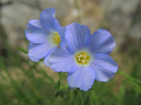 Imagem de Linum alpinum Jacq.