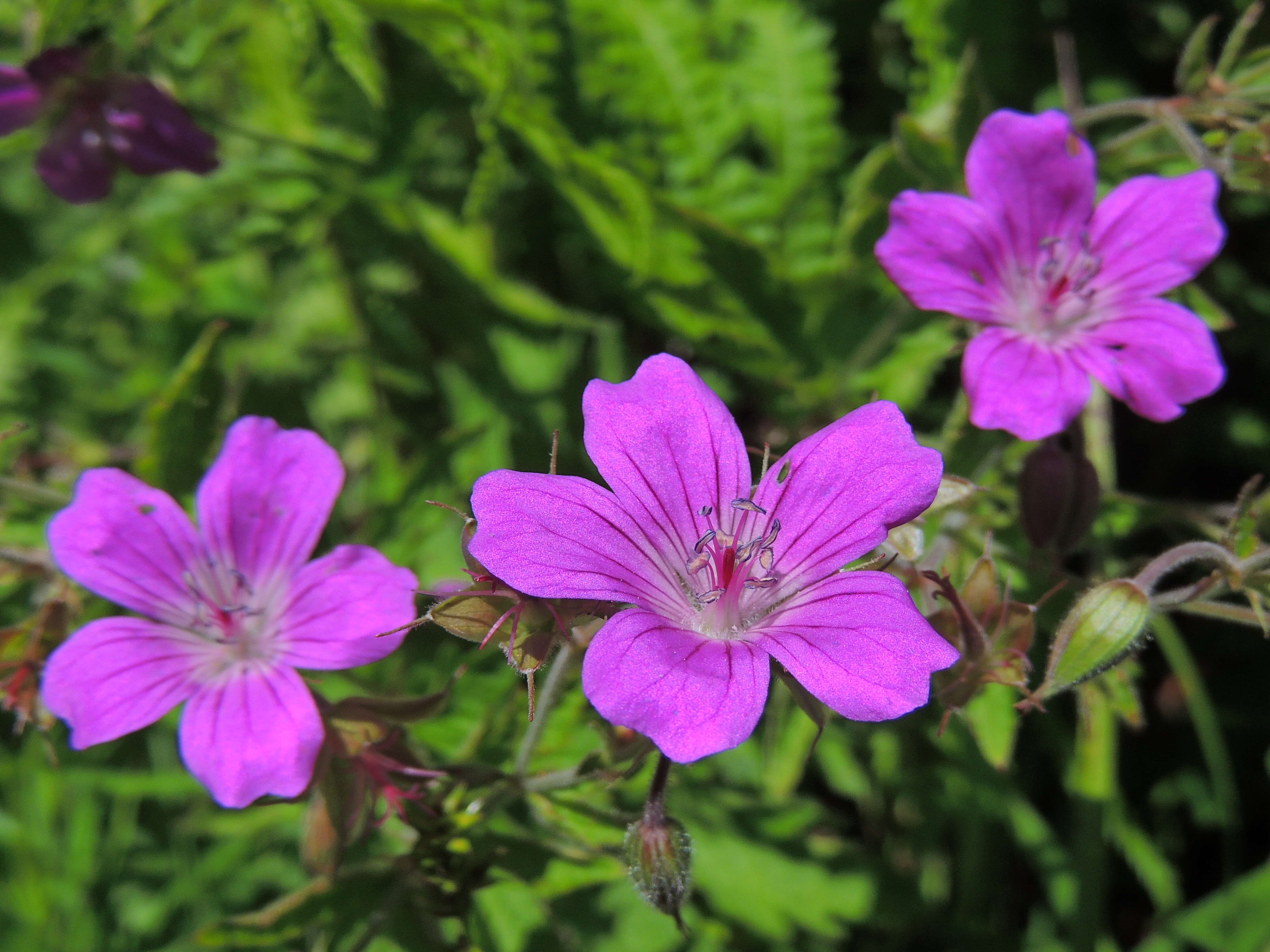 Image of Wood Crane's-bill