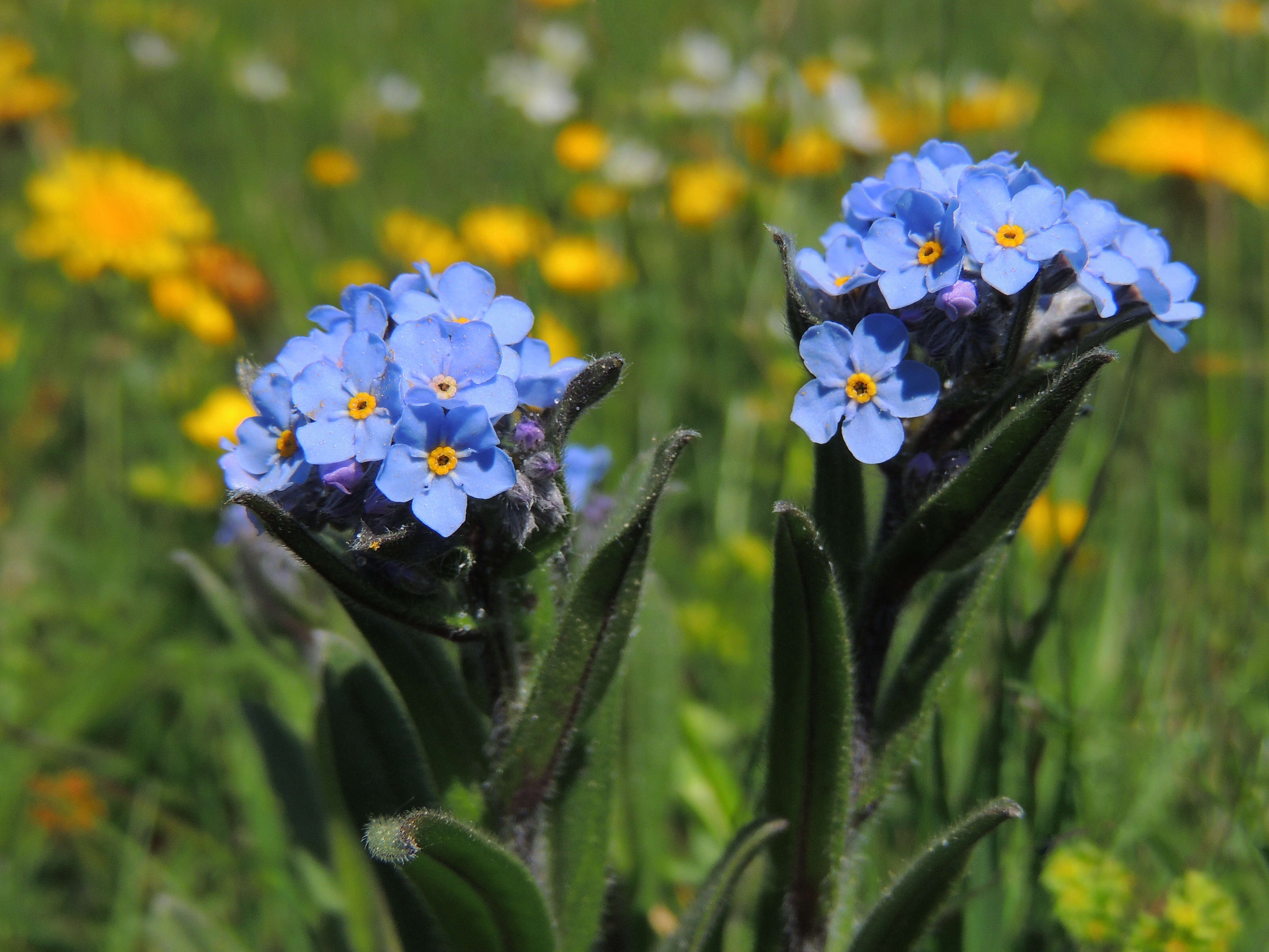 Image of Alpine forget-me-not