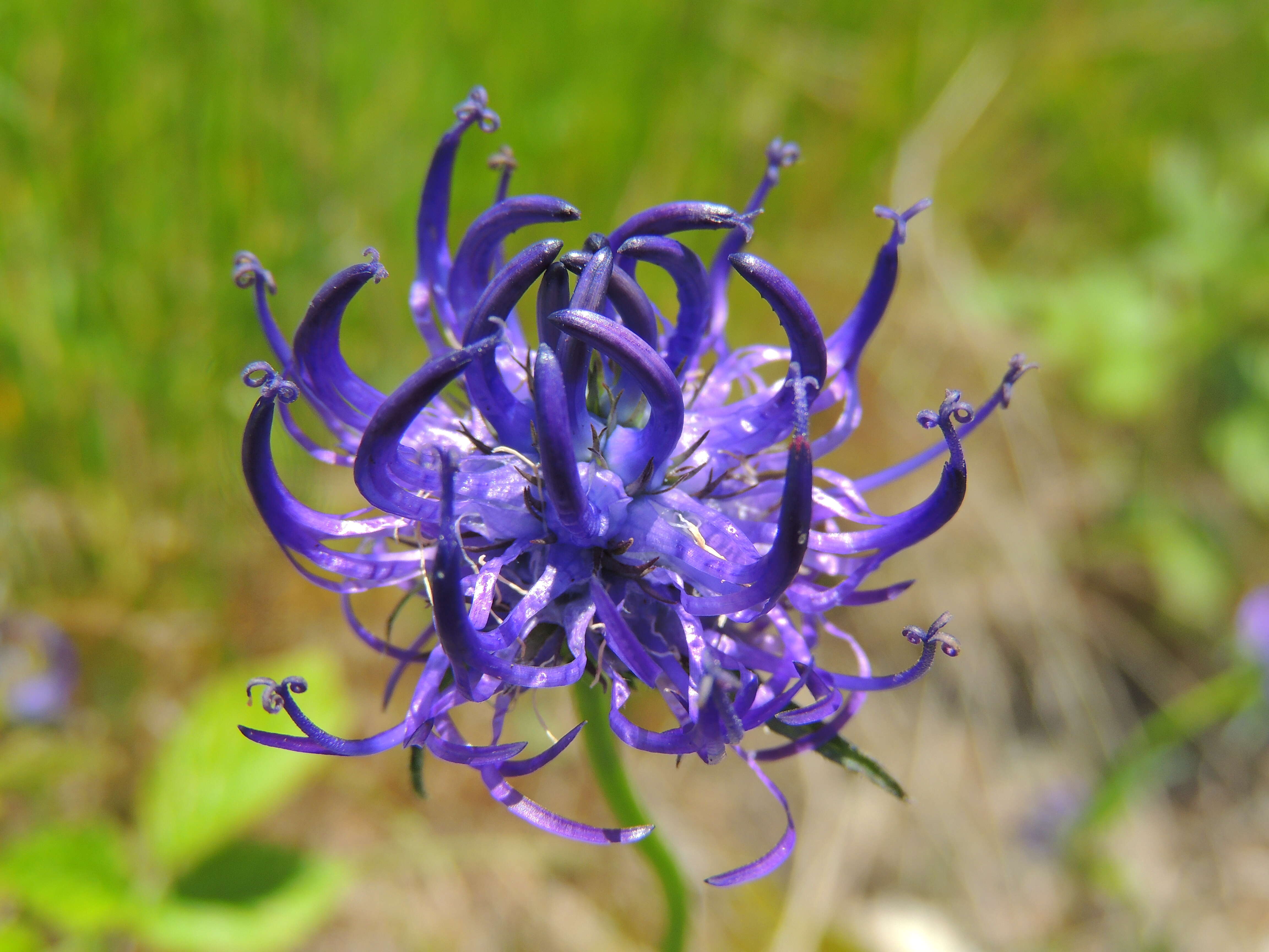 Image of Round-headed Rampion