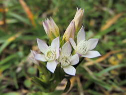 Image of chiltern gentian