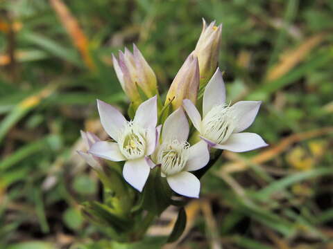 Image de gentianelle dallemagne