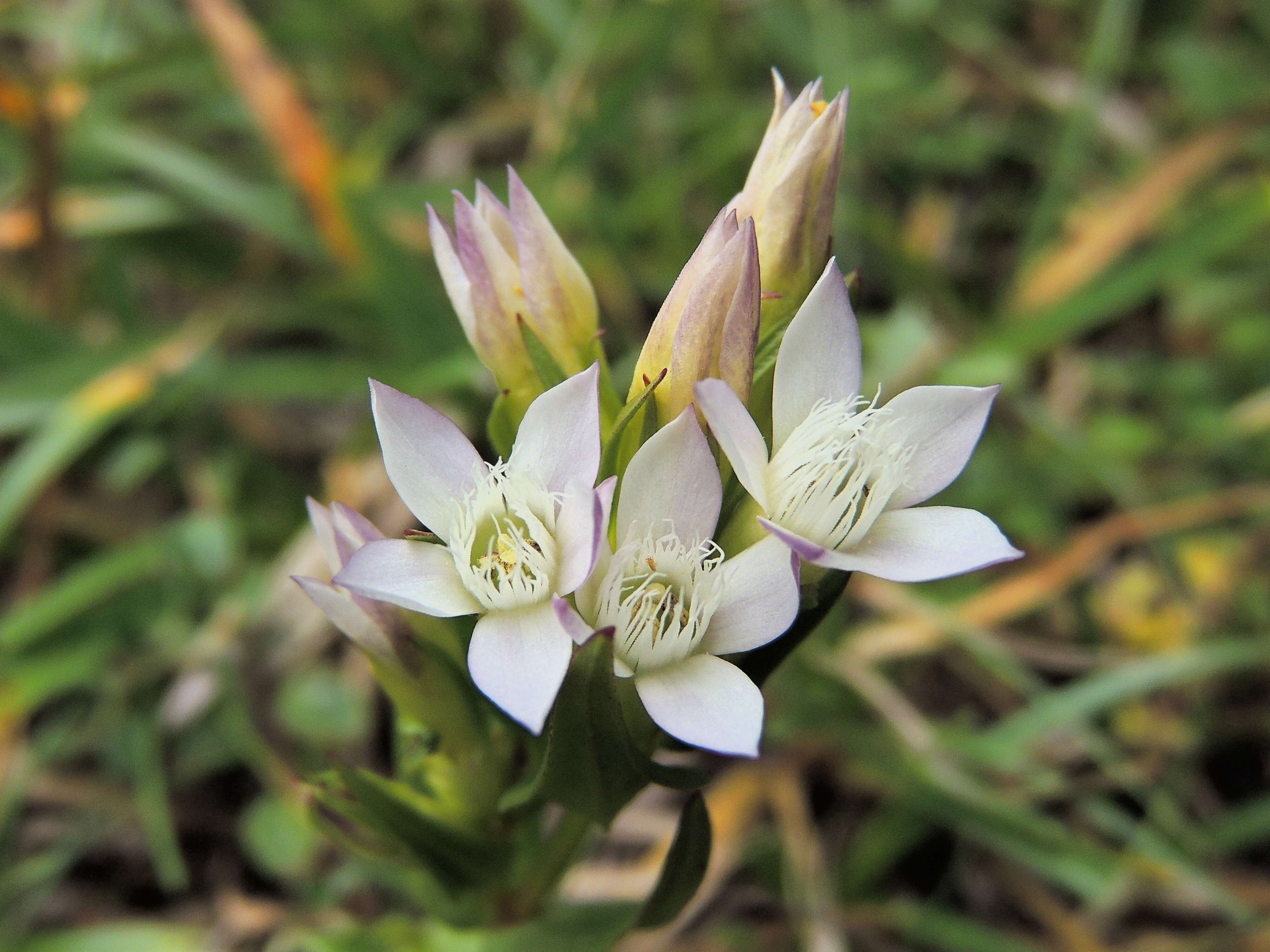 Image of chiltern gentian