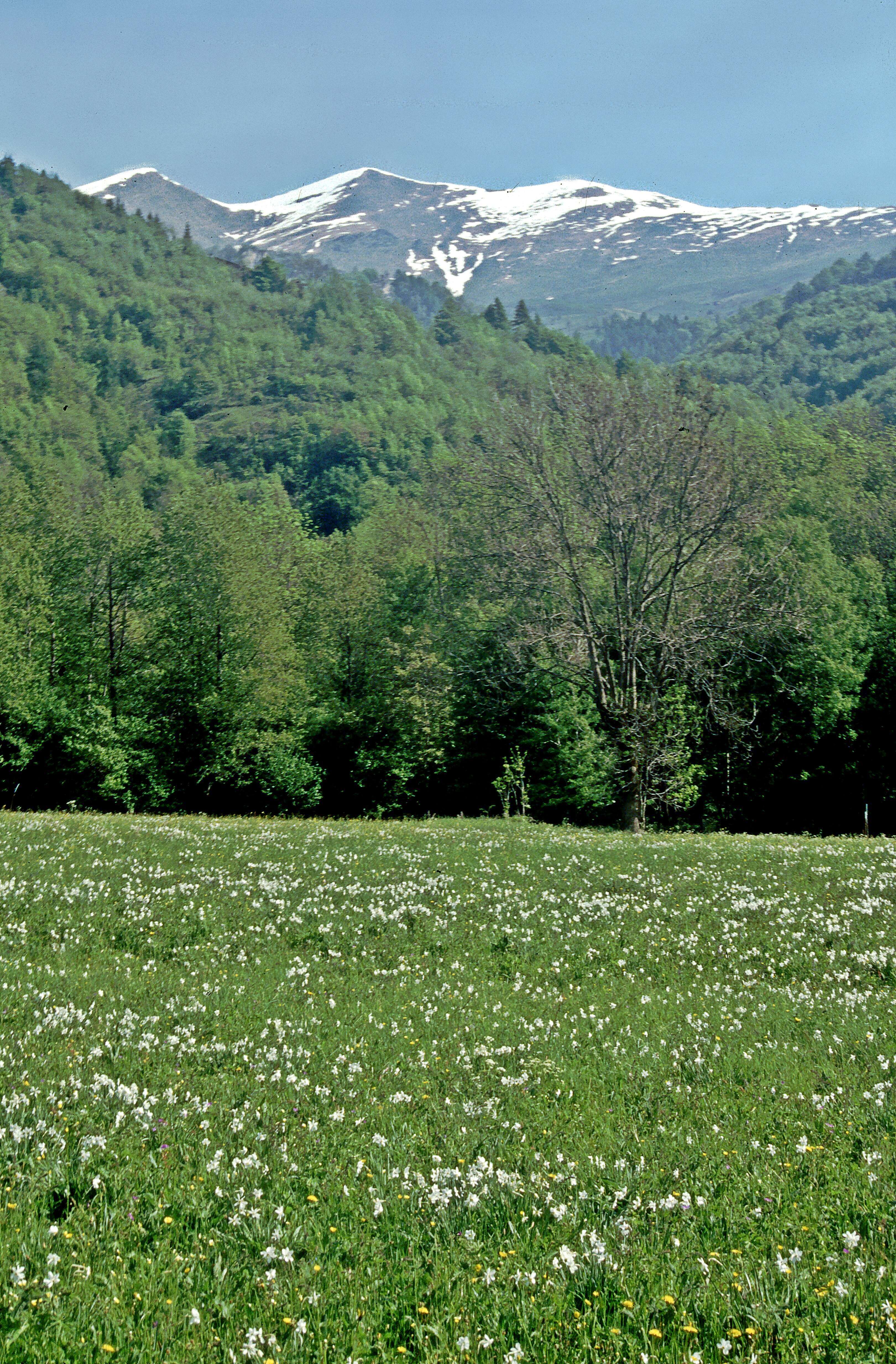 Image of Pheasant's-eye narcissus