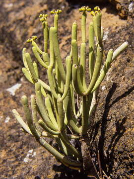 Слика од Euphorbia aphylla Brouss. ex Willd.