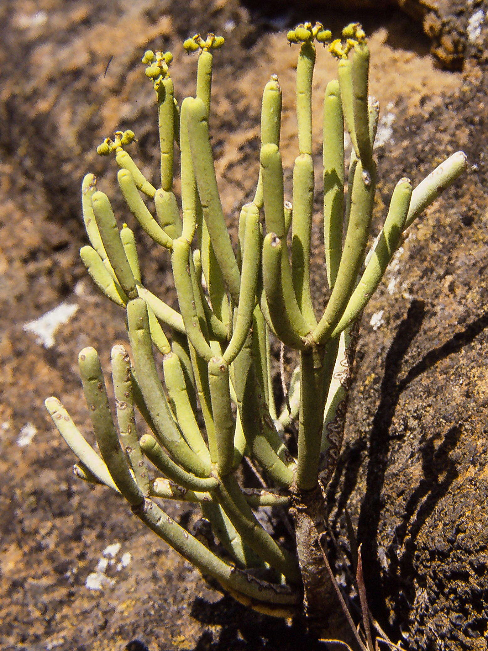 Слика од Euphorbia aphylla Brouss. ex Willd.