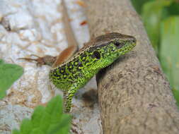 Image of Sand Lizard