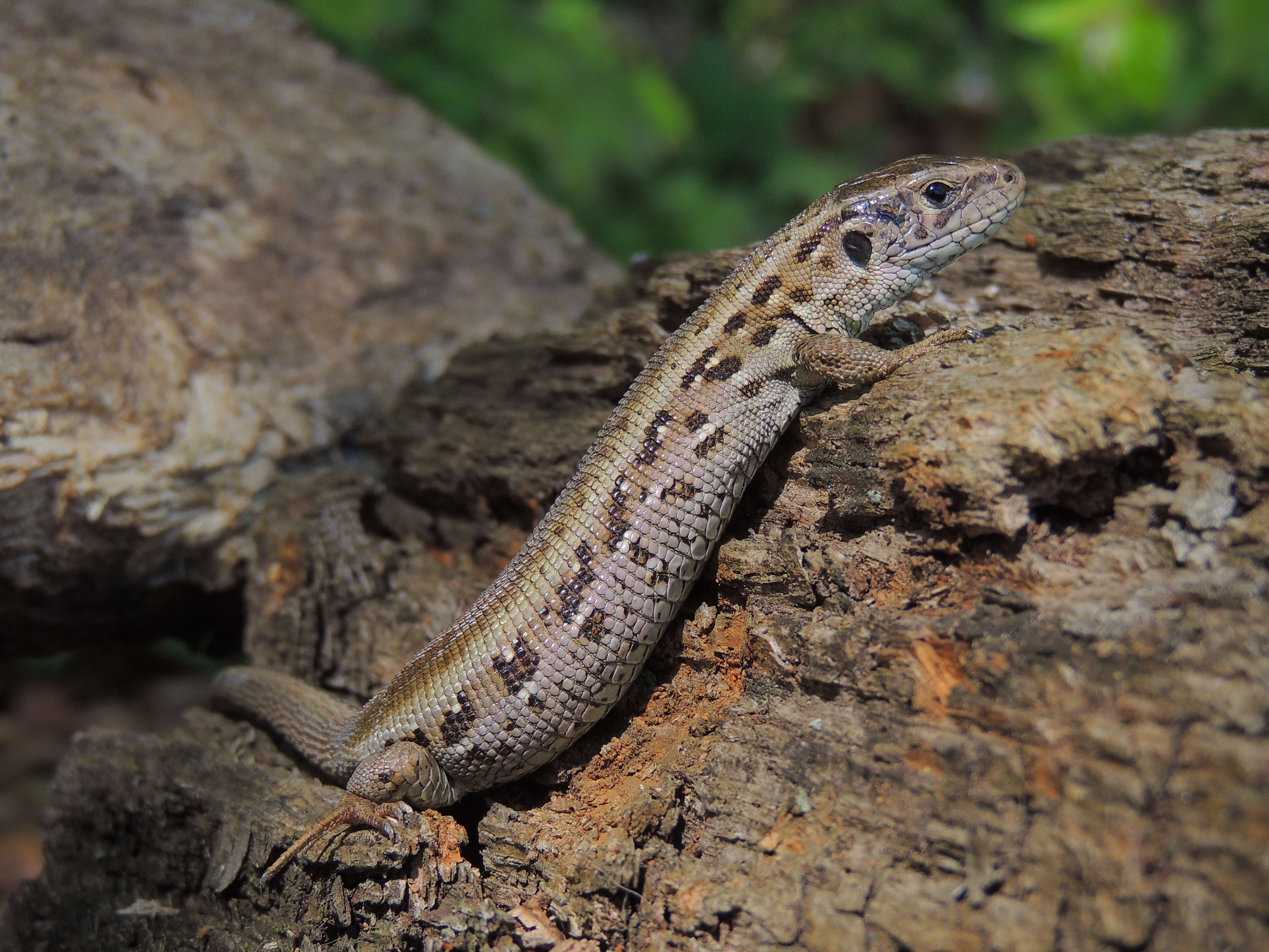 Image of Sand Lizard