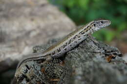 Image of Sand Lizard