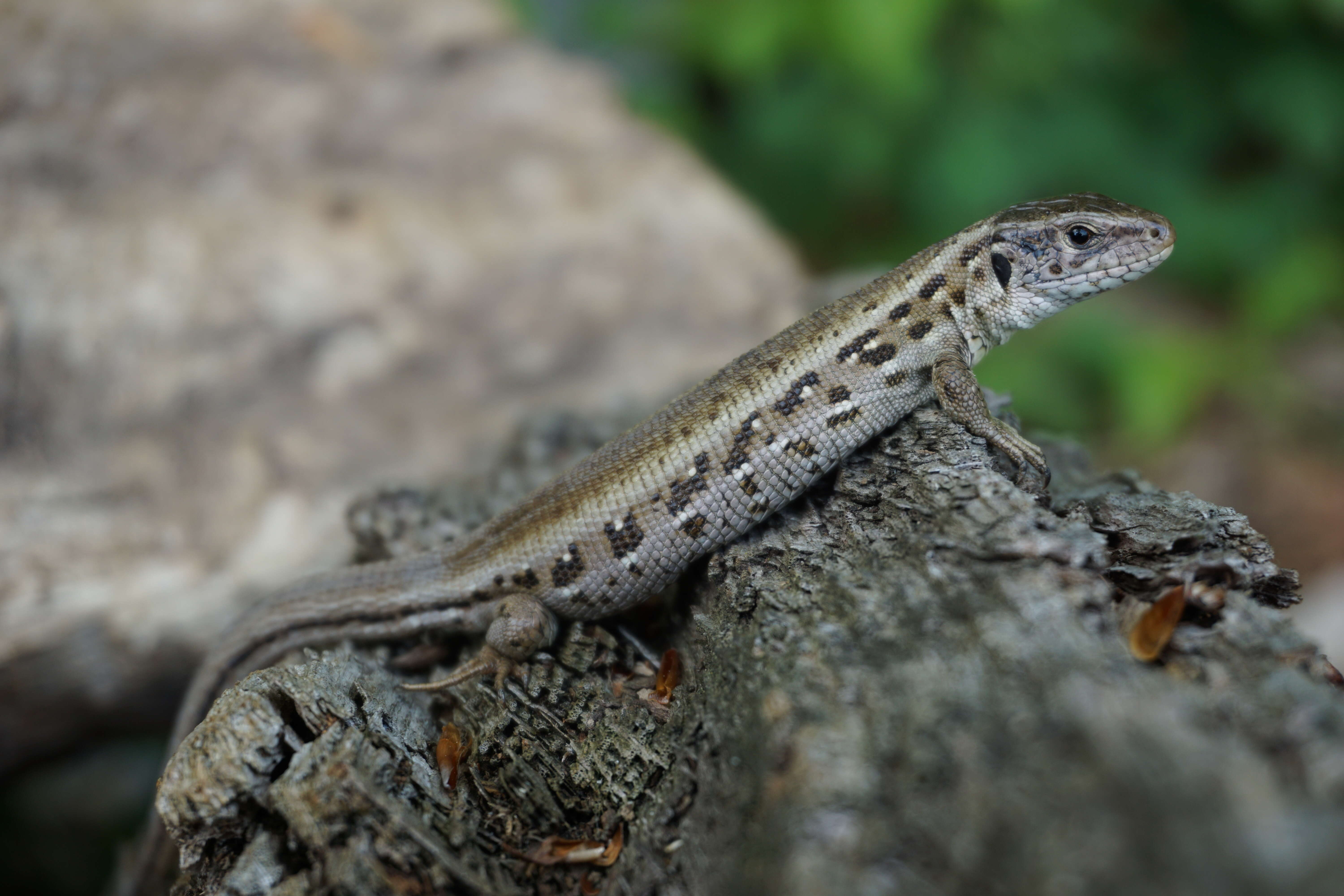 Image of Sand Lizard