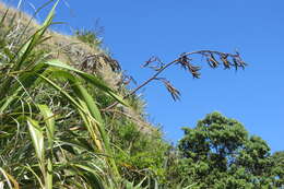 Image of mountain flax