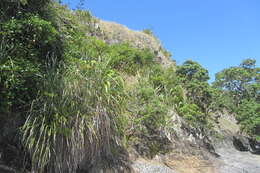 Image of mountain flax