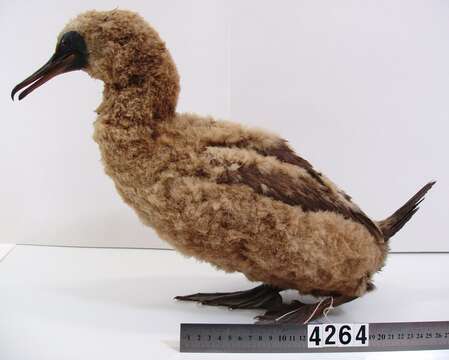 Image of Otago Shag