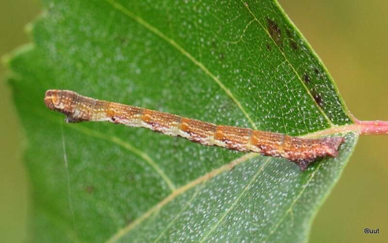 Image of birch mocha