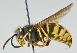 Image of Alaska Yellowjacket