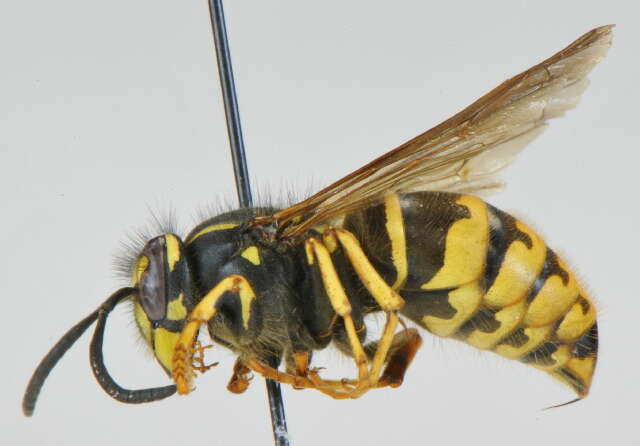 Image of Alaska Yellowjacket