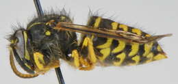 Image of Aerial yellowjacket