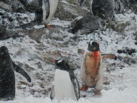 Image of Gentoo Penguin