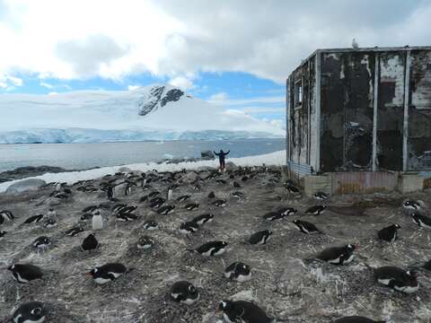 Image of Gentoo Penguin