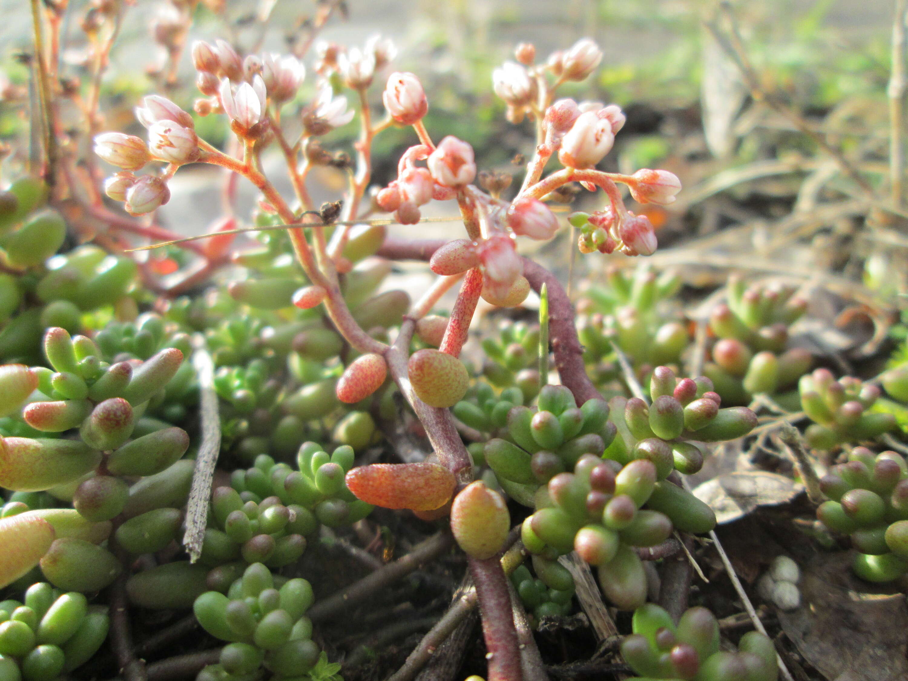 Image of White Stonecrop