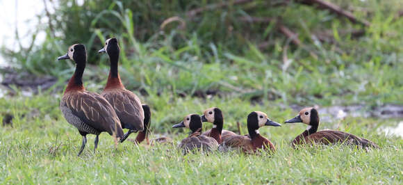 Image of White-faced Whistling Duck