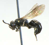 Imagem de Hylaeus annulatus (Linnaeus 1758)