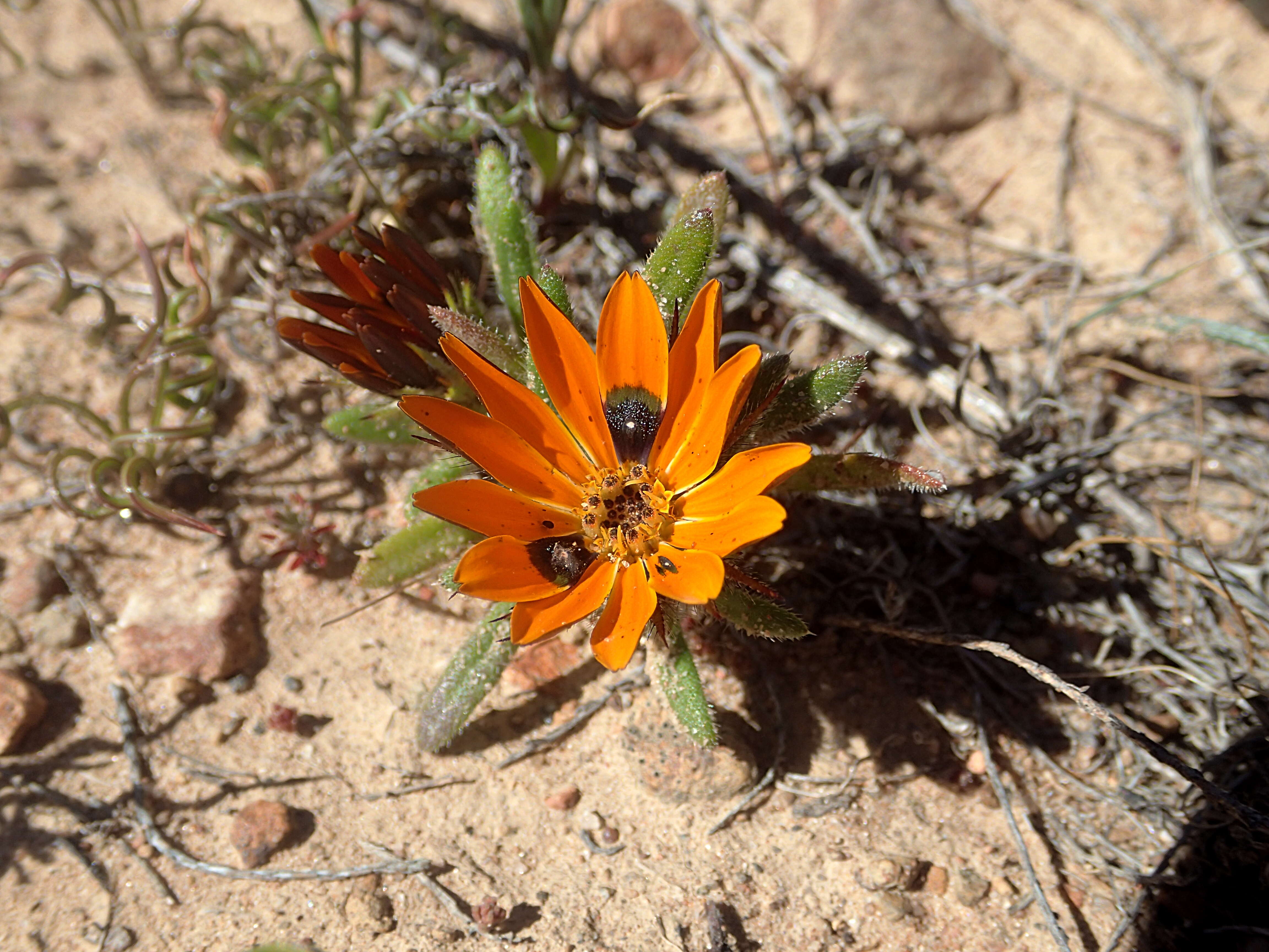 Image of beetle daisy