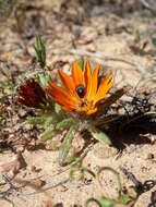 Image of beetle daisy